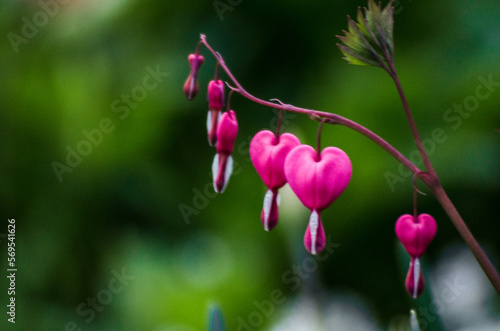 Heart Pink Flower