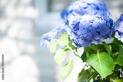 Blue hydrangea macro photo, High quality advertising stock photo. Blue flowers, space for text