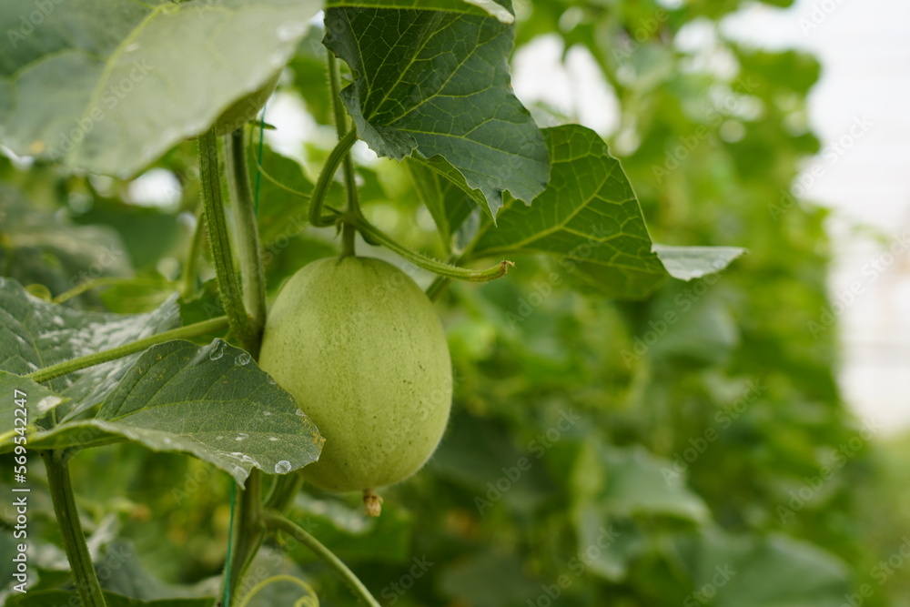 plant about to grow in the field and its fruit. Close-up photo plant about to grow in the field and its fruit. Close-up photo