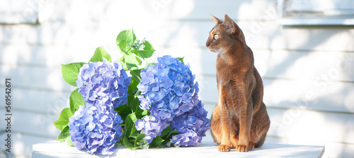 Abyssinian cat, sitting on a terrace with flowers blue hydrangea. High quality advertising stock photo. Pets walking in the summer