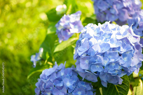 Blue hydrangea macro photo, High quality advertising stock photo. Blue flowers