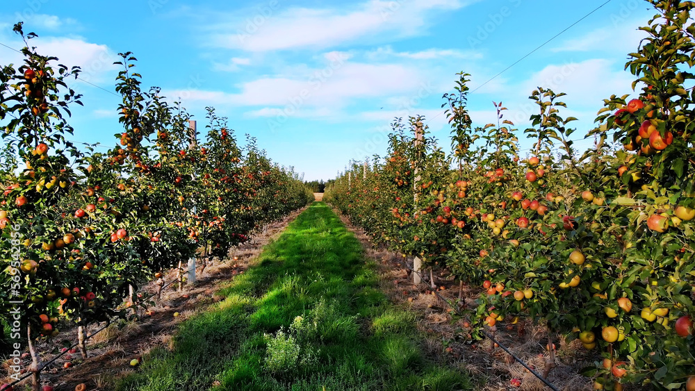 long aisle between rows of apple trees. apple orchard, agricultural enterprise, selection of apples. On small trees, a lot of fruits, red apples grow. Apple harvest, early autumn. aero video
