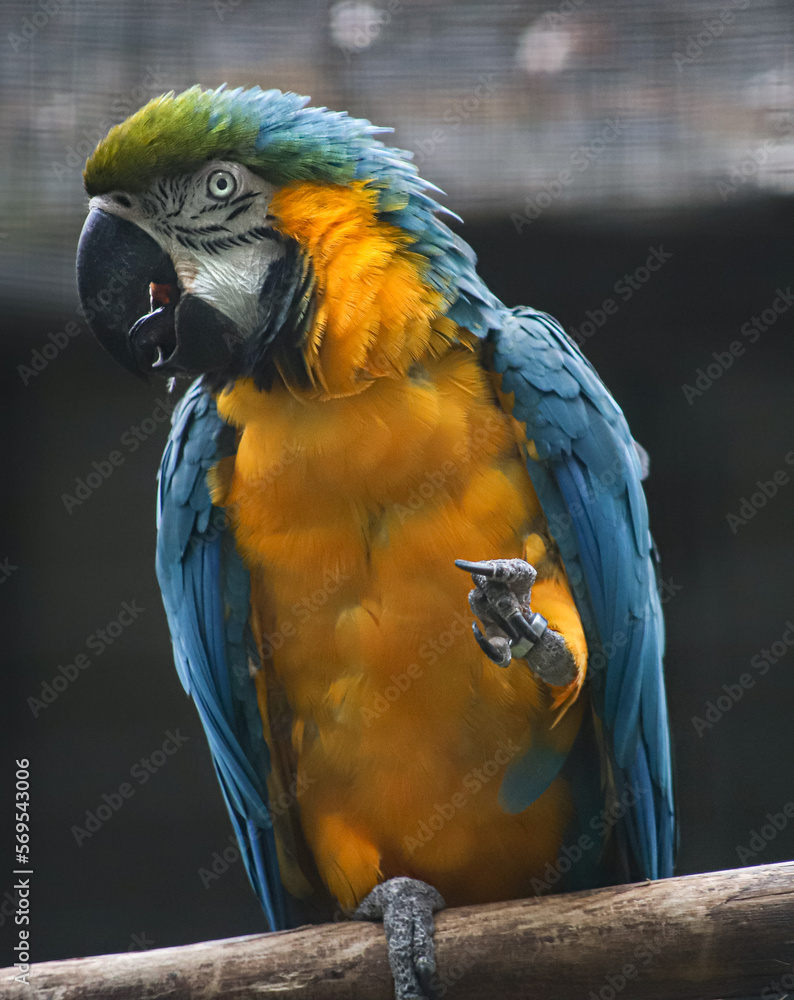 Obraz premium Perroquet ara bleu 2