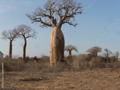 Several Baobab trees, Adansonia grandidieri, in the afternoon sun, Kivalo Est, Madagascar. photo
