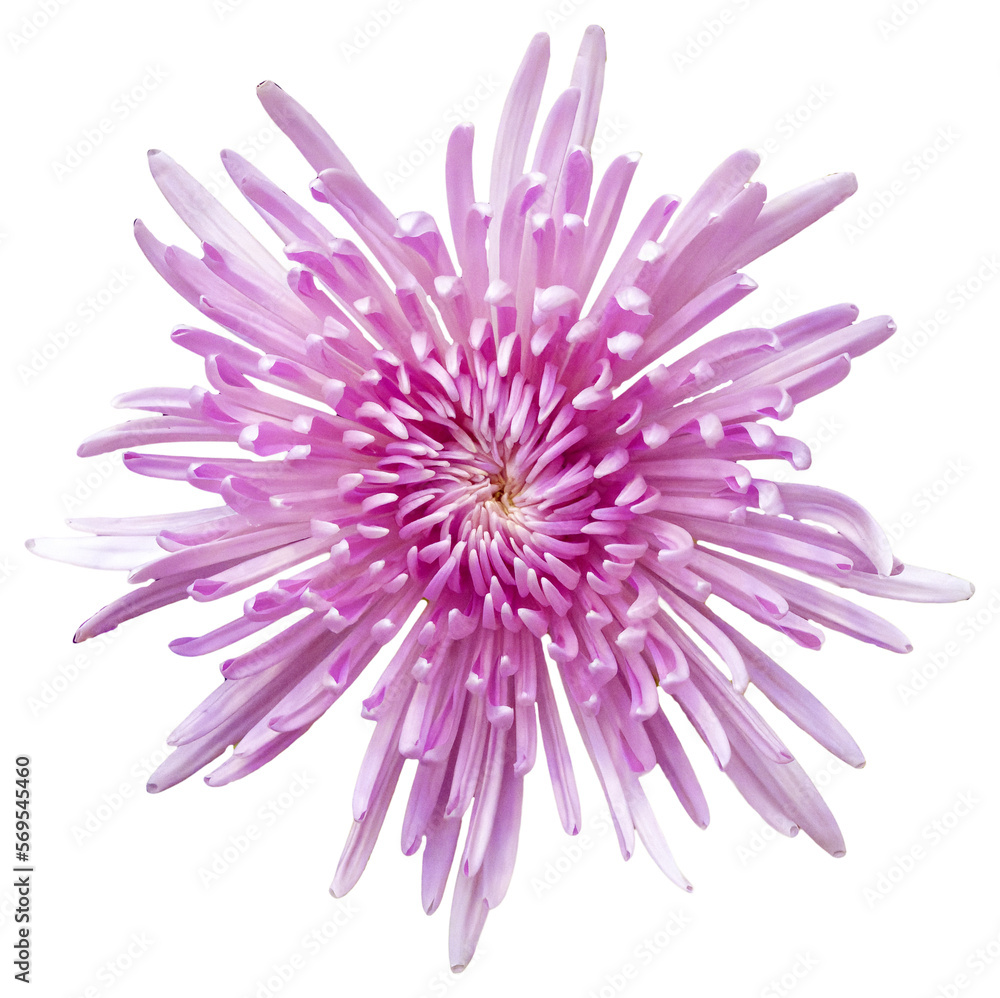 A large chrysanthemum, the flower color is pink and white. A large chrysanthemum, the flower color is pink and white.