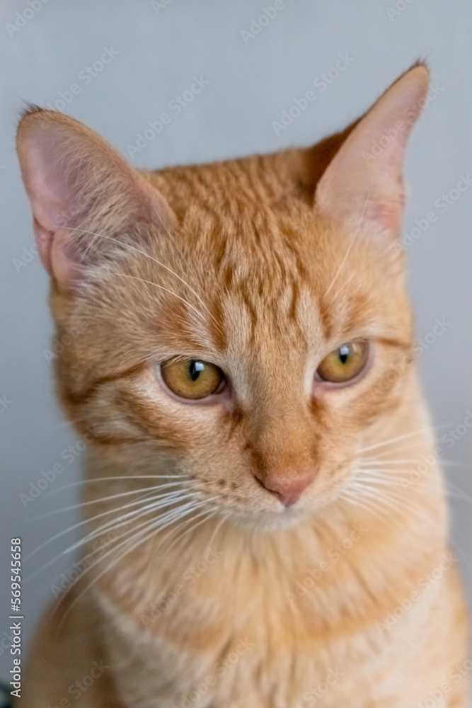 Close-up frontal bust of a pretty young orange tabby or yellow cat posing calm and in good spirits.