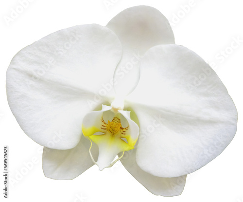 A white phalaenopsis or moon orchid, moth orchid, Phalaenopsis amabilis.