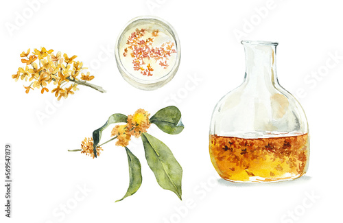 Osmanthus syrup. Autumn motives. Watercolor hand drawn illustration