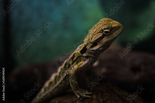 Lizard In a Terrarium © A.Sh