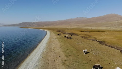 Cows graze on the shore of a mountain lake. Traditional place of summer pastures in Kyrgyzstan. On the shore there are yurts in which shepherds live photo