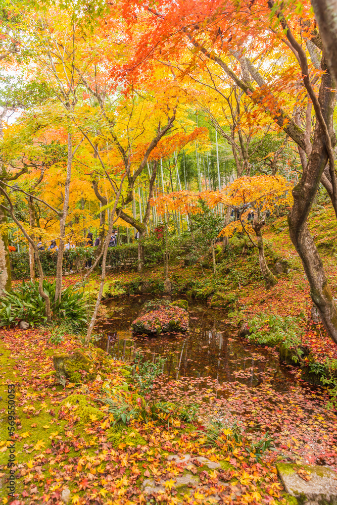 京都嵯峨野　常寂光寺の紅葉
