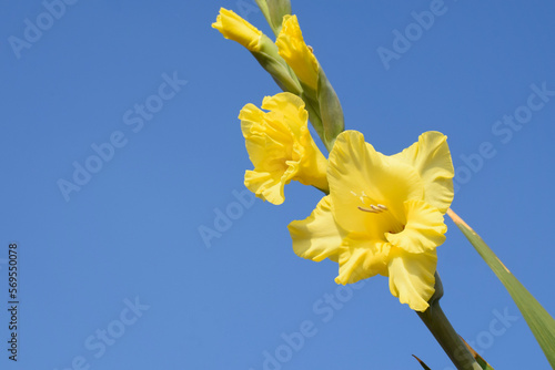 Gladiolus with the sky 