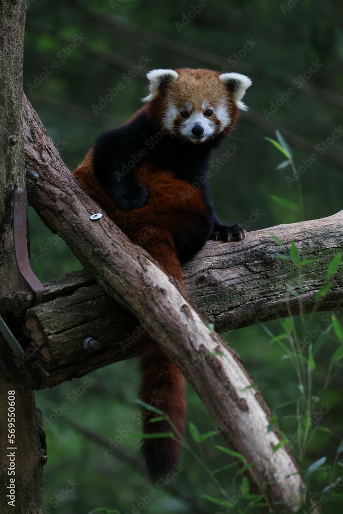 Naklejka premium Red Panda in Zoo