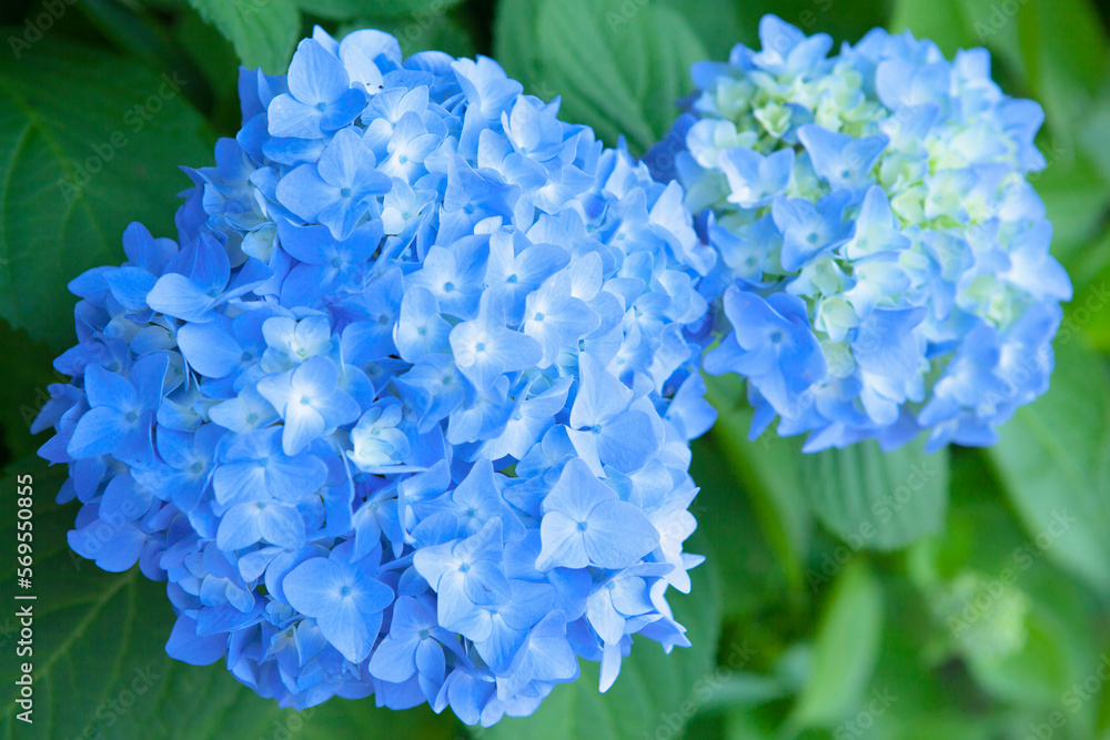 美しく咲いた水色の紫陽花 美しく咲いた水色の紫陽花