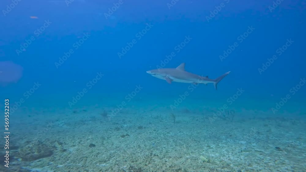 4k video of a Caribbean Reef Shark (Carcharhinus perezii) in Bimini, Bahamas 4k video of a Caribbean Reef Shark (Carcharhinus perezii) in Bimini, Bahamas