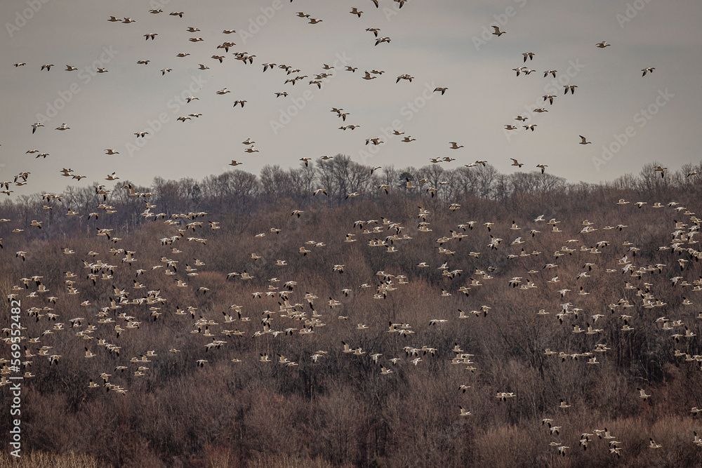 Thousands of Snow Geese fly over the marsh