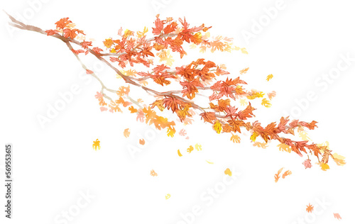 秋に紅葉し舞い散るもみじの枝の水彩イラスト(透過PNG)