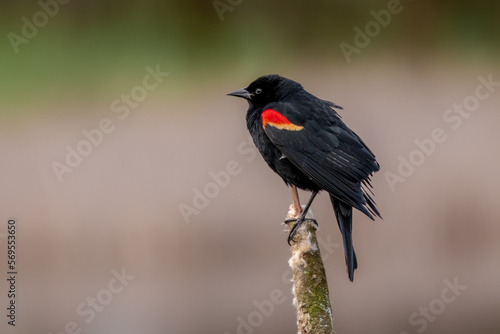 red winged blackbird