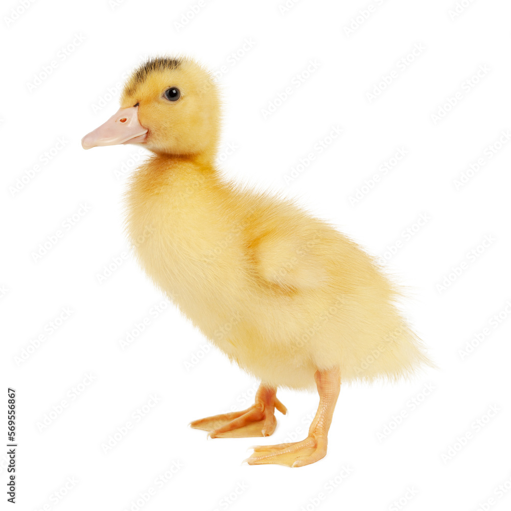 One yellow mulard duck on a white background. One yellow mulard duck on a white background.
