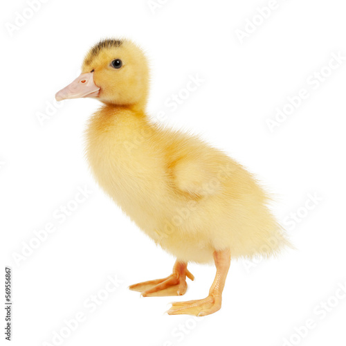 One yellow mulard duck on a white background.