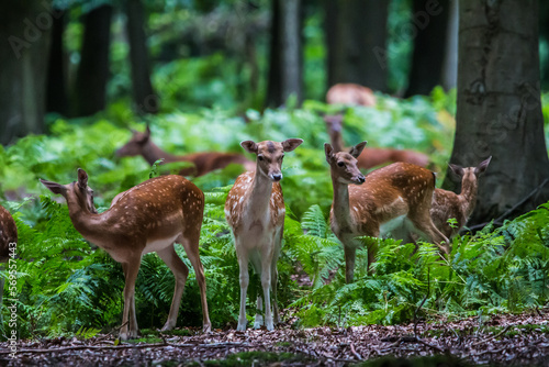 Biche en foret