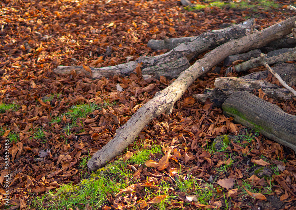 wooden trunks on the green grass in the park,wood harvesting wooden trunks on the green grass in the park,wood harvesting