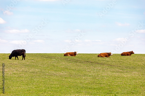 Cows grazing in pasture. Agriculture, cattle farming and beef industry concept.
