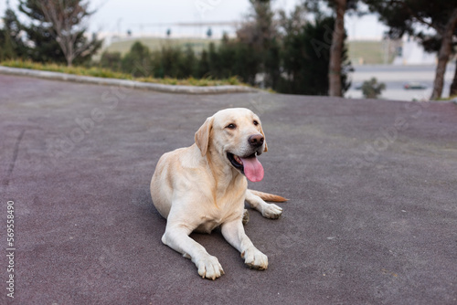 labrador on a walk in the park