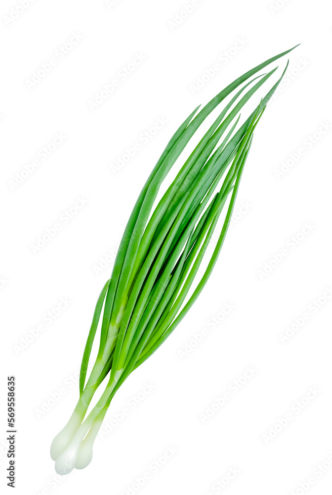 A bunch of green onions. Isolated. Onion feathers. Copy space A bunch of green onions. Isolated. Onion feathers. Copy space