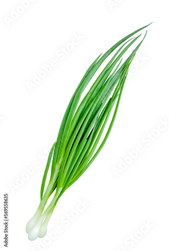 A bunch of green onions. Isolated. Onion feathers. Copy space