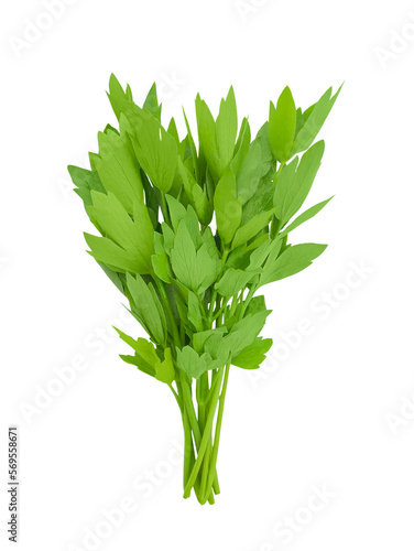 A bunch of parsley, cilantro. Spicy, fresh greens. Isolated. 