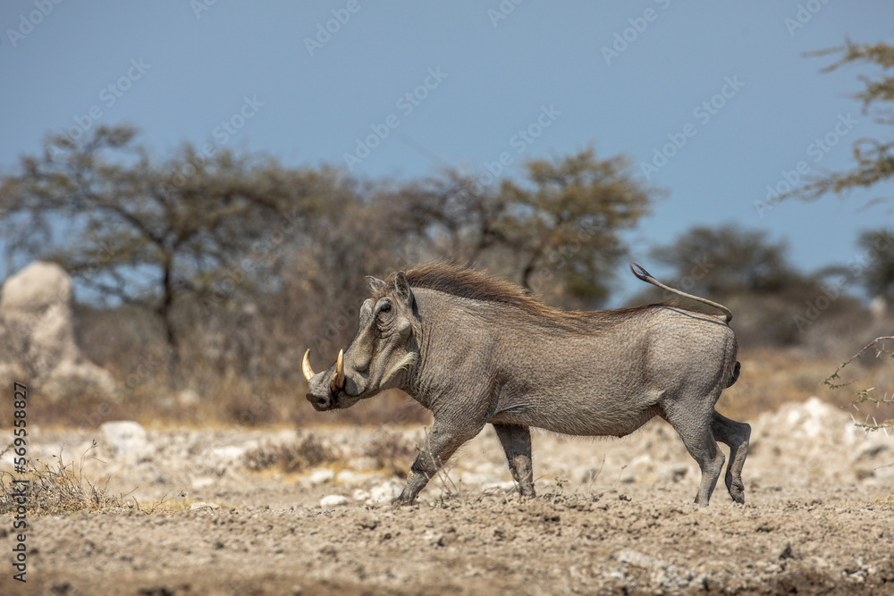 Warzenschwein ♂.Phacochoerus africanus.(Gmelin, 1788) Warzenschwein ♂.Phacochoerus africanus.(Gmelin, 1788)