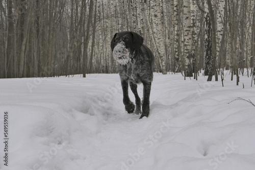 Hunting dog German breed hard wire hair, drathaar in the forest in winter.