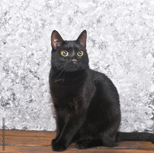 black cat on abstract wall background