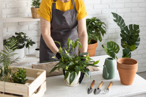Принти на полотні Spring houseplant care, close-up repotting houseplants
