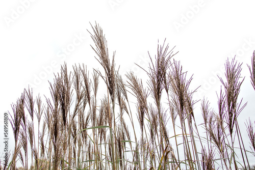 Pampas grass. Reed. Abstract natural background