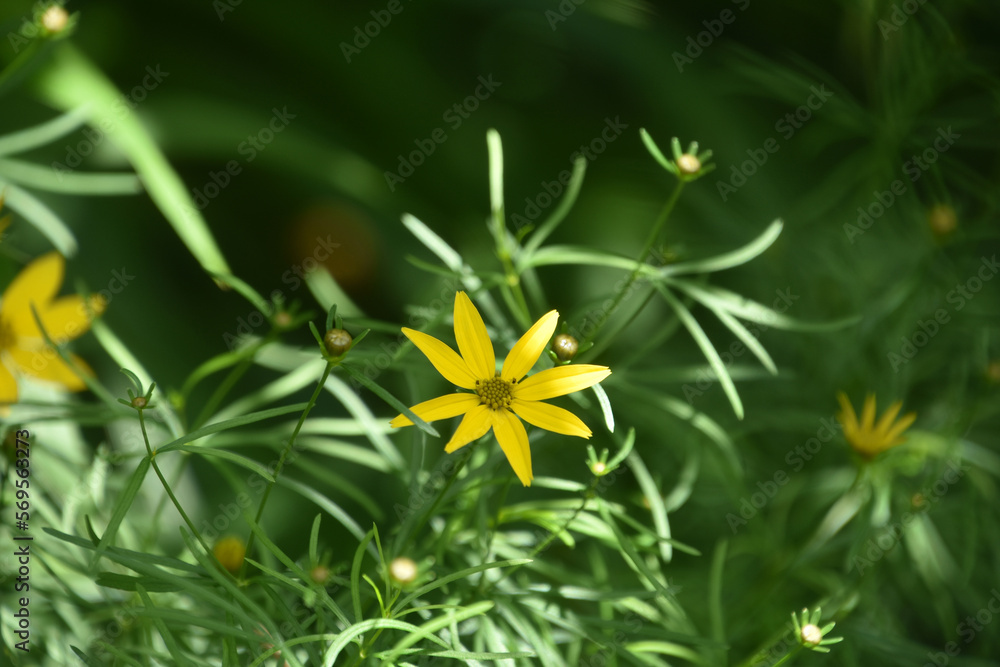 Flowering Yellow Coreopsis Flower Blooming in a Garden Flowering Yellow Coreopsis Flower Blooming in a Garden