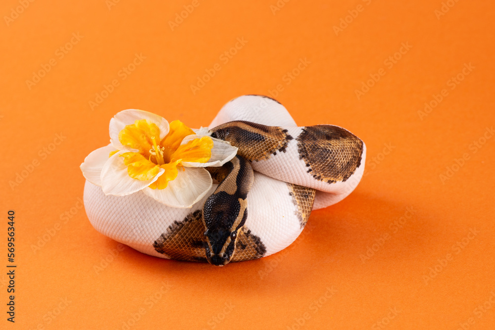 Pied ball python with flower orange background, snake with flower - obrazy, fototapety, plakaty 