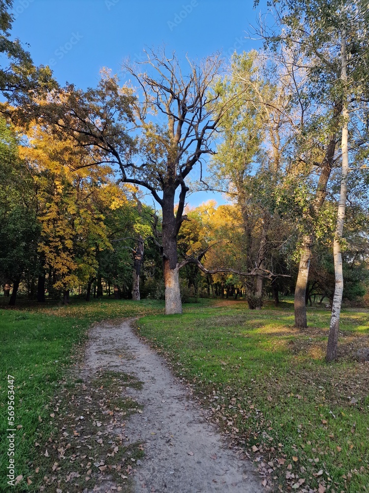 Fototapeta premium trees grow in a park in Ukraine