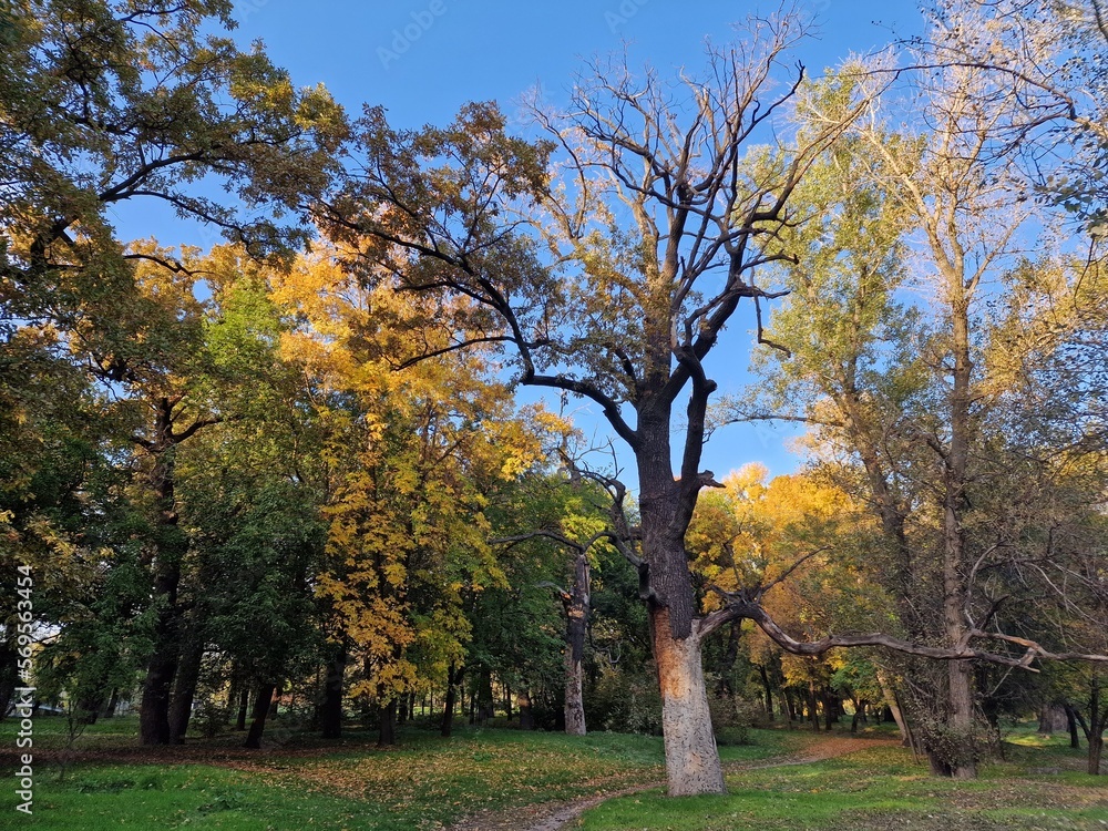 trees grow in a park in Ukraine