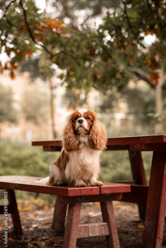 Fotografía Dog on bench in park, cavalier king charles spaniel