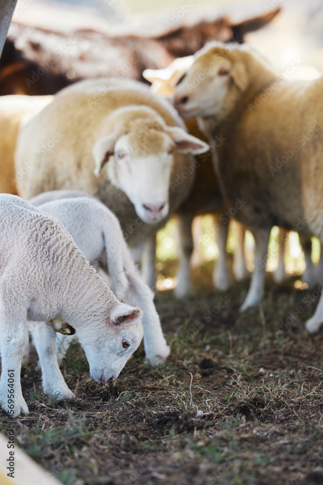 Sheep, farm animals and no people on a countryside field for agriculture business on grass. Sustainability, ecology and livestock production of animal group in nature on the ground soil for farming Sheep, farm animals and no people on a countryside field for agriculture business on grass. Sustainability, ecology and livestock production of animal group in nature on the ground soil for farming