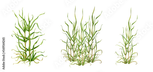 Cane grass natural set. Hand drawn watercolor illustration. Green natural plant botanical image. Canebrake with green leaves. River  lake  meadow  field  shore outdoor grass element. White background