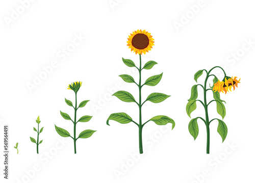 Sunflower growth stages. Agriculture plant development from seed to flowering and fruit-bearing plant. Harvest animation progression