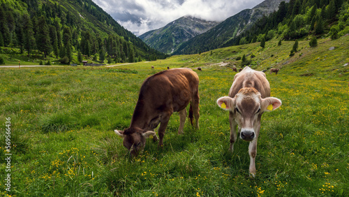 Braune Kühe auf Weiden beim Schlegeis Stausee in Tirol im Sommer, Österreich