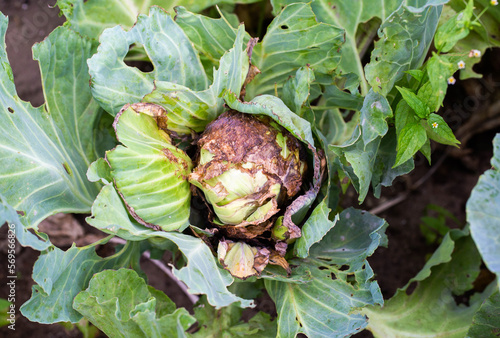 Rotting head of cabbage in the garden. Bacterial and fungal infections of cabbage, gray and white rot. Mucous bacteriosis, close-up