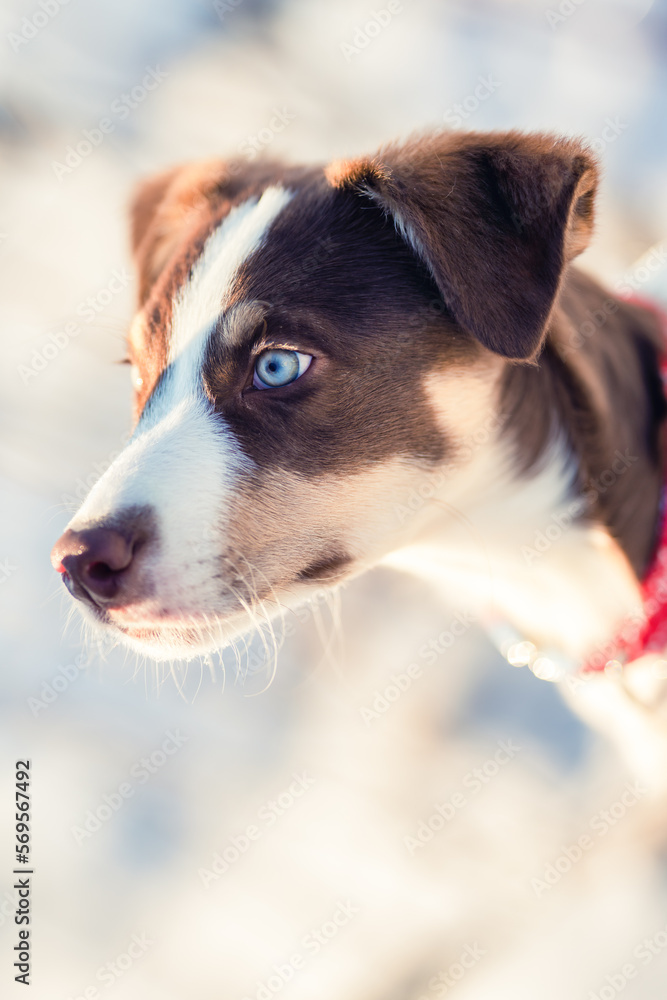 Border Collie, Welpe, Hund, Hunde, blaue Augen, Junghund, Australian Shepherd, Mischling
