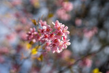 Branch of sakura flower blossoming in sunlight