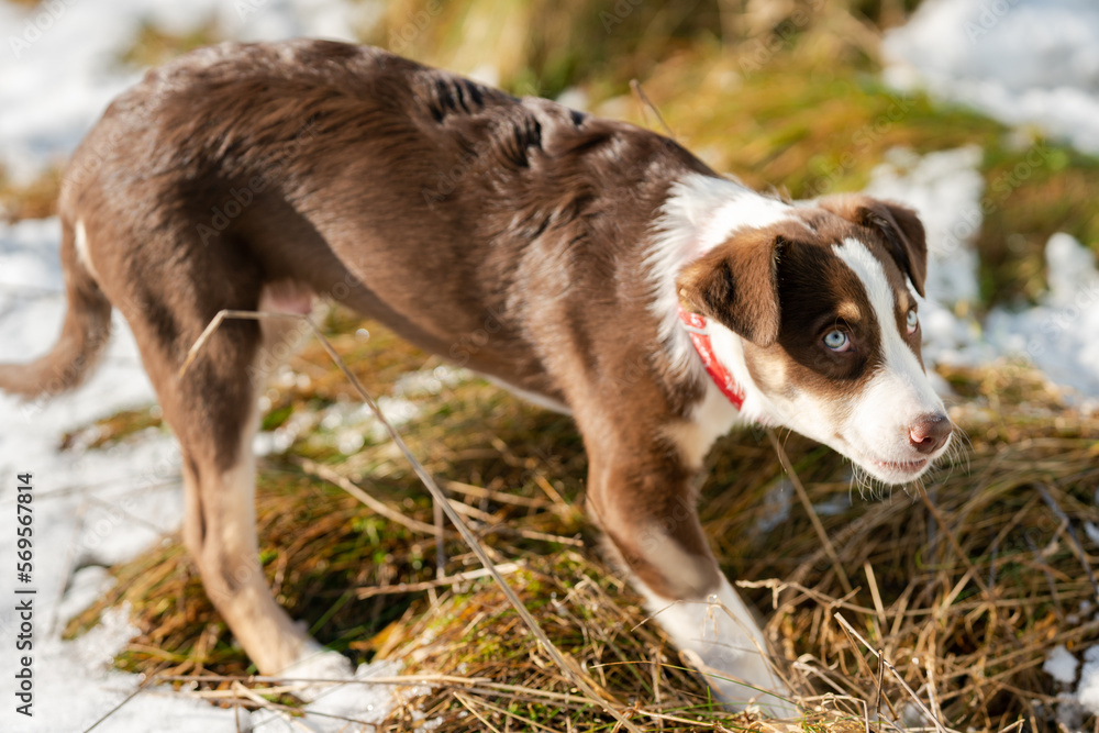 Border Collie, Welpe, Hund, Hunde, blaue Augen, Junghund, Australian Shepherd, Mischling Border Collie, Welpe, Hund, Hunde, blaue Augen, Junghund, Australian Shepherd, Mischling