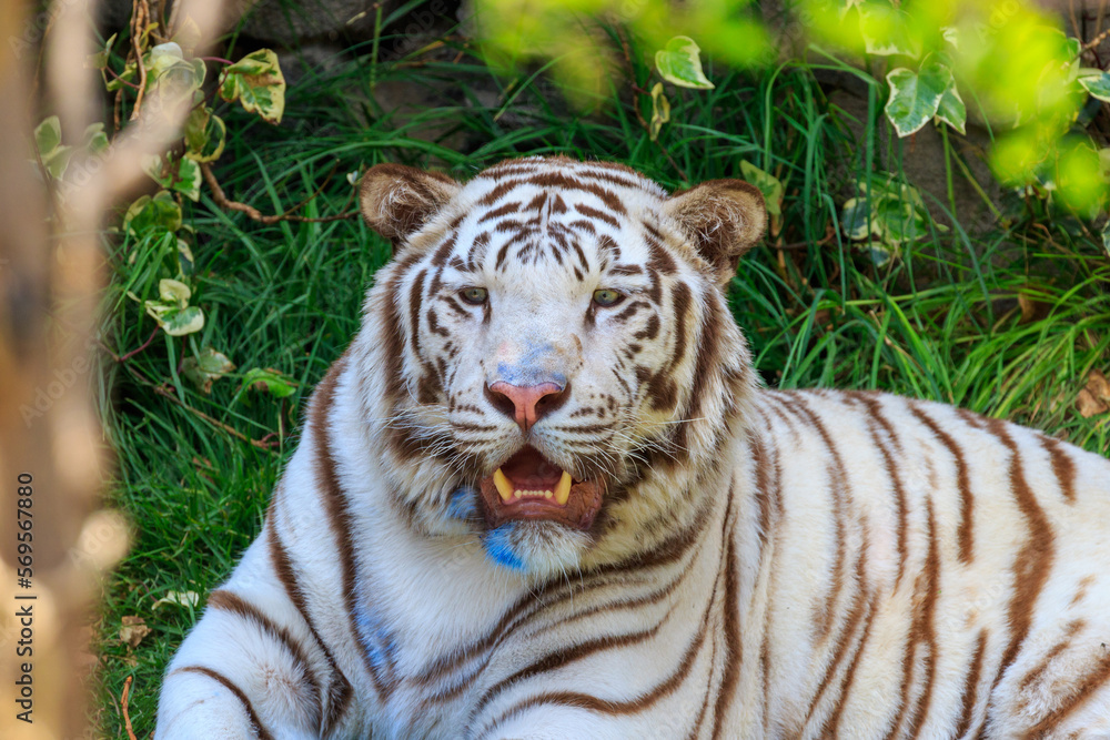 Obraz premium tiger in the zoo